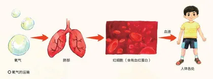 身体内的化学反应1