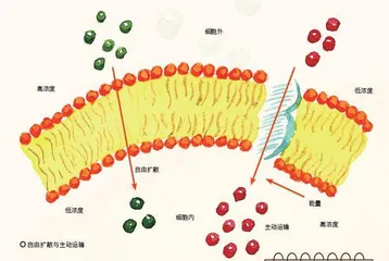 身体内的化学反应3