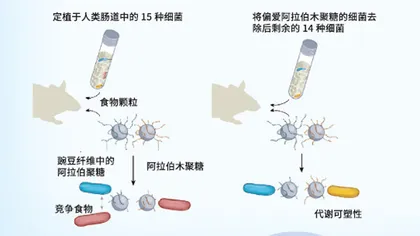 挑食的肠道微生物2