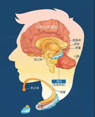 记忆力MAX的“天才大脑”2