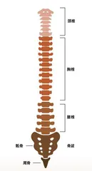 “消失”的器官1