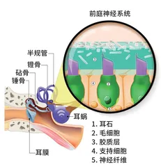 太空中被“重塑”的大脑3