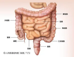 “消失”的器官2