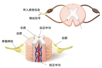 太空中被“重塑”的大脑4