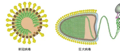 病毒家族那些事2