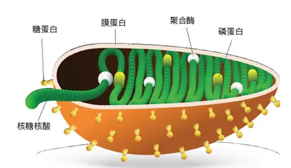 病毒家族那些事4