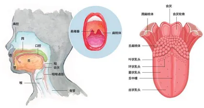 揭开苦味受体的神秘“面纱”1