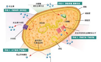 与抗生素过招的百变细菌