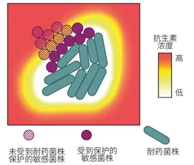 与抗生素过招的百变细菌1