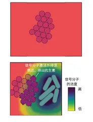 与抗生素过招的百变细菌3