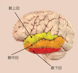 人类大脑分男女吗?2