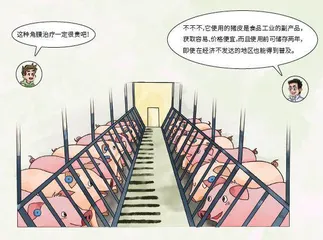 让盲人恢复视力的猪皮2