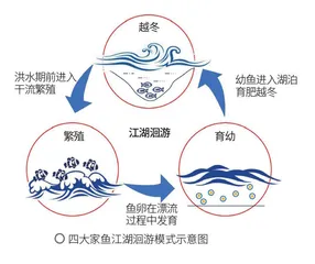 鱼来鱼往的长江之水1