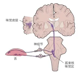 从舌尖到大脑味觉的奖赏机制2