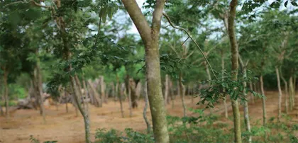 国之瑰宝：降香黄檀