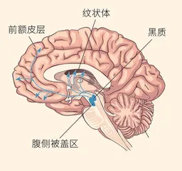 从舌尖到大脑味觉的奖赏机制4