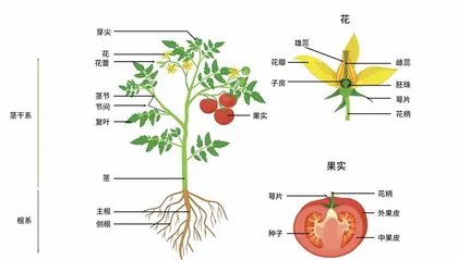 番茄因何而变1