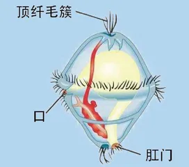 东海，真正的贝类伊甸园2