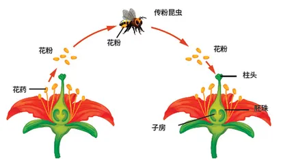 小小金鱼草，庞大基因库