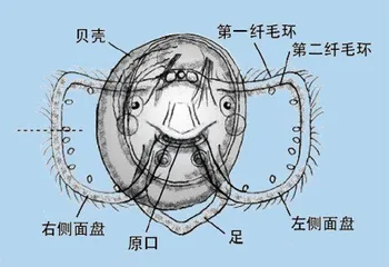 东海，真正的贝类伊甸园6