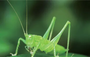 昆虫“冬奥会” 0