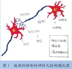 神经调节演示教具0
