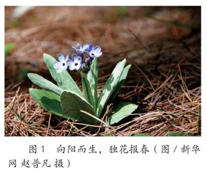 植物如何“看见”光  等0