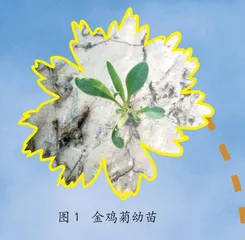 美丽的金鸡菊