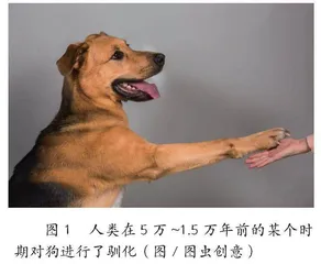 狗为何频繁摇尾巴