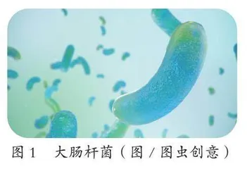 大肠杆菌一定是不好的吗0