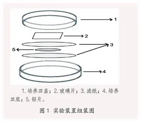 美丽的“铜树”