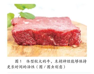 “跳动”的肉更新鲜吗0