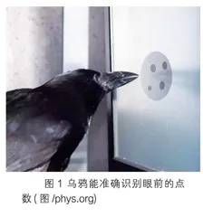 动物具备数学能力吗0