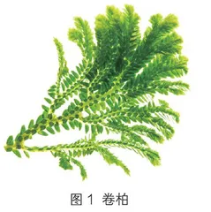 会“行走”的植物0