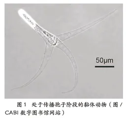 世界上已知的最小动物