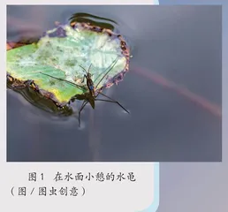 水黾水上滑行的“法宝” 等 