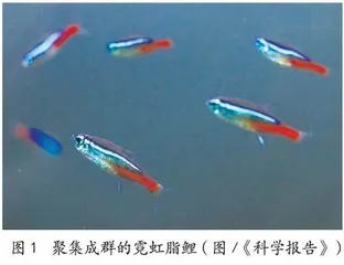 会“排队”防堵的鱼0