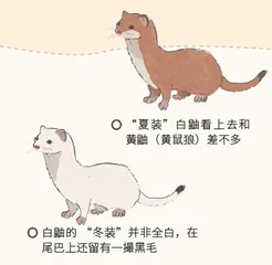 白鼬：艺术品中的小猛兽3