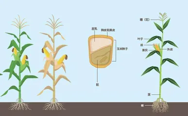 玉米从彩色果粒中捕捉跳跃基因2