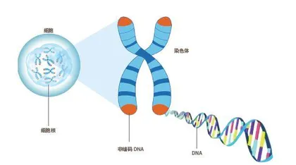 玉米从彩色果粒中捕捉跳跃基因5