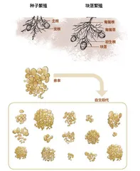 马铃薯中的科学：土豆不“土”2