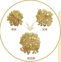 马铃薯中的科学：土豆不“土”4