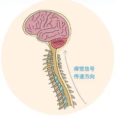 “痒痒肉”中的科学1