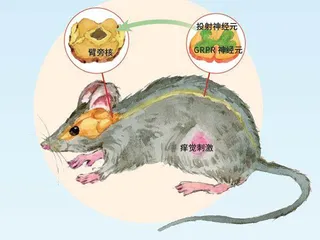 “痒痒肉”中的科学2