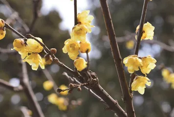 北海雪纷飞，沾有梅瓣香1