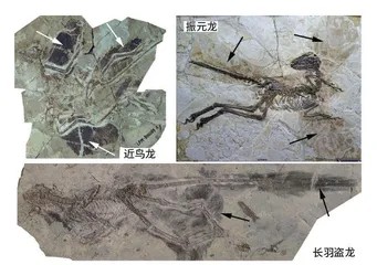 鸟类起源：寻找“飞翔”的恐龙1