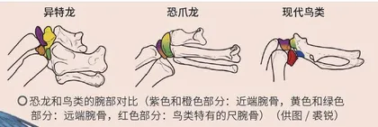 鸟类起源：寻找“飞翔”的恐龙2