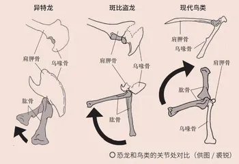 鸟类起源：寻找“飞翔”的恐龙3