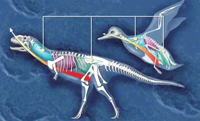 鸟类起源：寻找“飞翔”的恐龙4