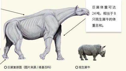 穿越青藏高原的史前巨兽：巨犀家族0